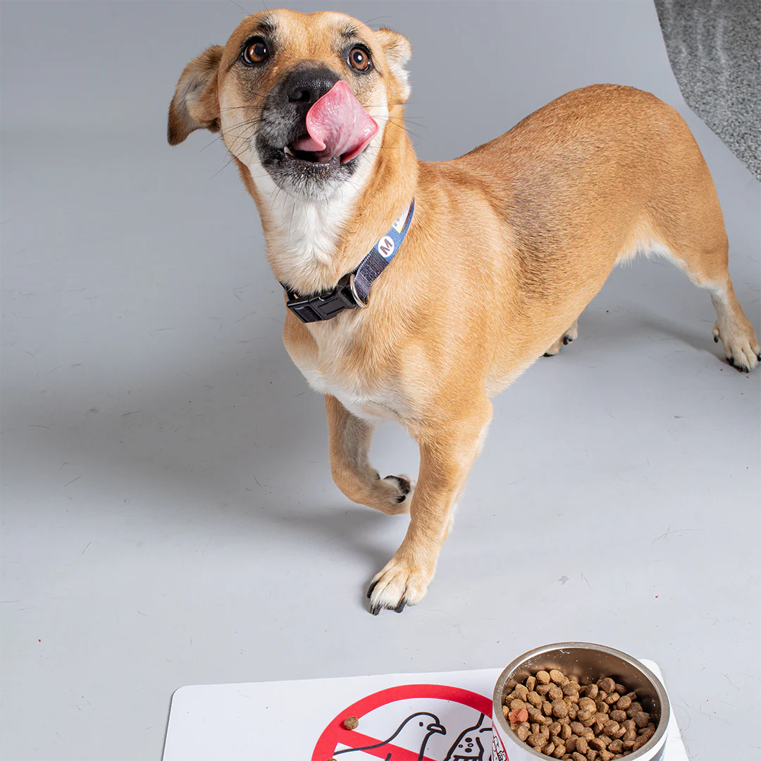 Code of Conduct Pet Bowl Placemat - Image 4